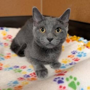 Jif -  Domestic Short Hair Cat for Adoption in Rochester, Minnesota - Jif | PetCurious