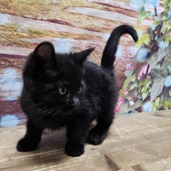 Domestic Medium Hair Cats Available for Adoption in Normal, Illinois - Katniss | PetCurious