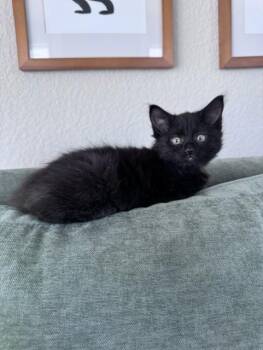 OLIVE -  Domestic Short Hair Cat Available for Adoption in Colorado Springs, Colorado - OLIVE | PetCurious
