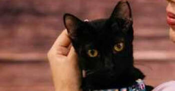 Rescue Domestic Short Hair Cats for Adoption in Naranjito, Naranjito - Ebony | PetCurious