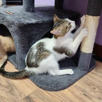 Phineas -  Domestic Short Hair Cat for Adoption in Stow, Massachusetts - Phineas | PetCurious