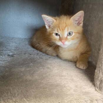 Frappe -  Domestic Short Hair Cat for Adoption in Nevada, Missouri - Frappe | PetCurious