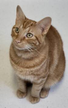 Atlas -  Domestic Short Hair Cat for Adoption in Bloomington, Indiana - Atlas | PetCurious