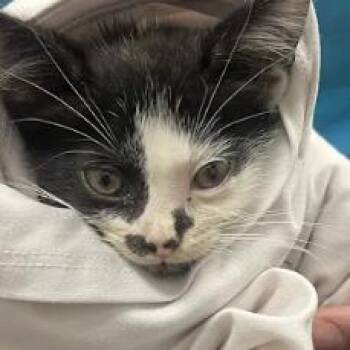 Monica-C -  Domestic Short Hair Cat for Adoption in East St. Louis, Illinois - Monica-C | PetCurious