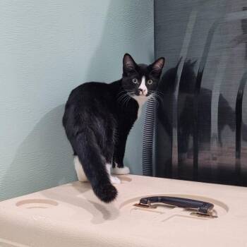 Maple -  Domestic Short Hair Cat for Adoption in Coos Bay, Oregon - Maple | PetCurious