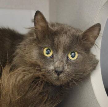 Domestic Long Hair Cats Available for Adoption in Seattle, Washington - Teacher | PetCurious