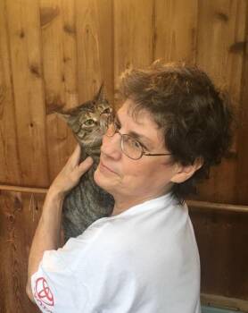 Rescue Domestic Short Hair and Tabby Cats for Adoption in Macedonia, Ohio - Kimberly Bonded With Nellie | PetCurious