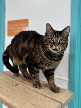 Domestic Short Hair Cats Available for Adoption in Chicago, Illinois - Jester - The Toungue-Out Tease!  | PetCurious