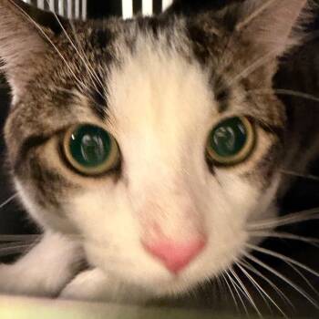 Dennis -  Domestic Short Hair Cat for Adoption in Philadelphia, Pennsylvania - Dennis | PetCurious