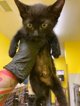 Kipper -  Domestic Short Hair Cat for Adoption in Jackson, Tennessee - Kipper | PetCurious