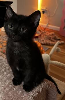 Domestic Short Hair Cats Available for Adoption - Xander | PetCurious