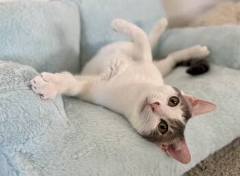 Abbot (lap cat) -  Domestic Short Hair Cat for Adoption in Avondale Estates, Georgia - Abbot (lap Cat) | PetCurious