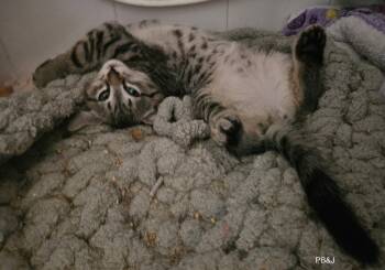 BLT & PB&J -  Domestic Medium Hair Cat for Adoption - BLT & PB&J | PetCurious
