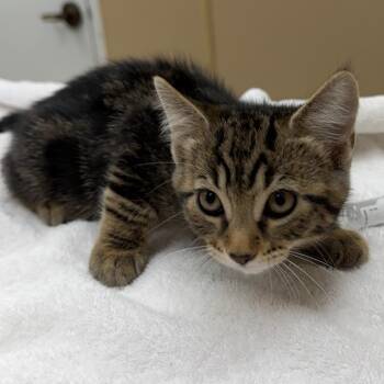 Sparrow -  Domestic Short Hair Cat for Adoption in Naperville, Illinois - Sparrow | PetCurious