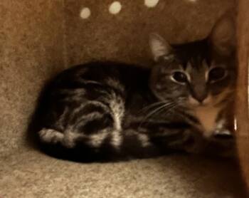 Rescue Domestic Short Hair Cats for Adoption in Roanoke, Virginia - Me-Mow | PetCurious