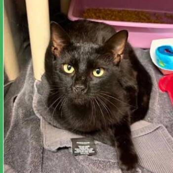 Dale -  Domestic Short Hair Cat for Adoption in Mooresville, North Carolina - Dale | PetCurious