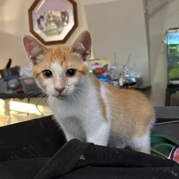 Dean -  Domestic Medium Hair Cat for Adoption in Manhattan, Kansas - Dean | PetCurious