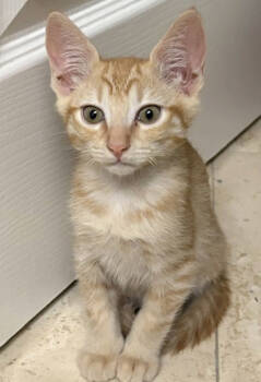 Rescue Domestic Short Hair Cats for Adoption in Encinitas, California - Fang | PetCurious