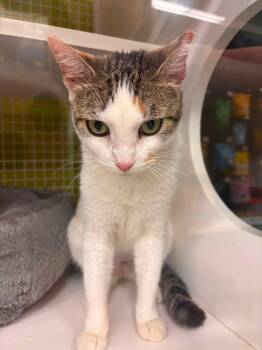 Cleopatra -  Domestic Short Hair Cat for Adoption in Lincoln Park, New Jersey - Cleopatra | PetCurious