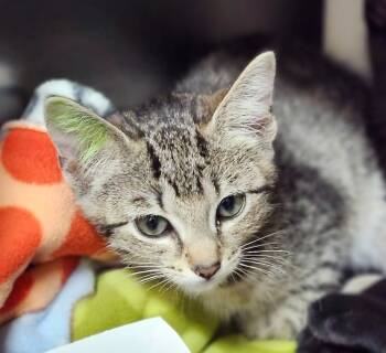 Rescue Domestic Short Hair Cats for Adoption in Cincinnati, Ohio - Rib Knit | PetCurious