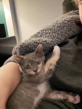 Rey -  Calico Cat for Adoption in Orlando, Florida - Rey | PetCurious