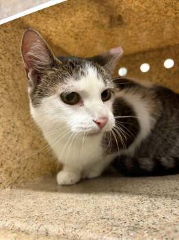Snowflake -  Domestic Medium Hair Cat for Adoption in Fruit Heights, Utah - Snowflake | PetCurious