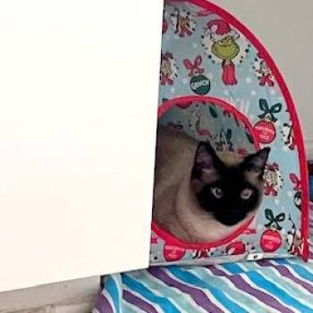 Mr Bojangles -  Siamese Cat for Adoption in Austin, Texas - Mr Bojangles | PetCurious