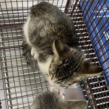 Spock -  Domestic Short Hair Cat for Adoption in Galveston, Texas - Spock | PetCurious