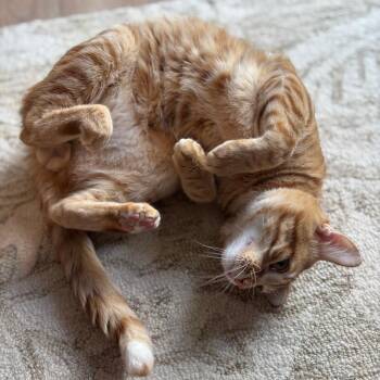 Orien -  Domestic Short Hair Cat for Adoption in Nashville, Tennessee - Orien | PetCurious