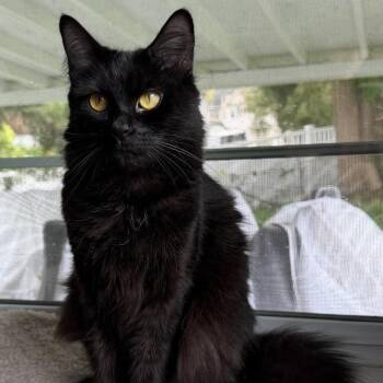 Raven -  Domestic Long Hair Cat for Adoption in Batavia, New York - Raven | PetCurious