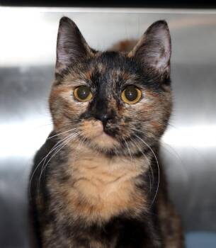 Domestic Short Hair Cats Available for Adoption - Mumu | PetCurious