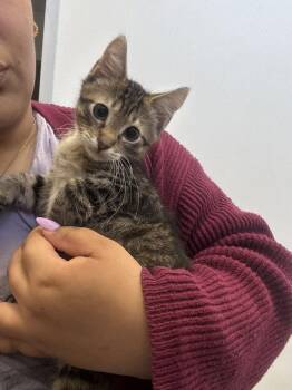 Tofu -  Domestic Short Hair Cat for Adoption in Hilton Head Island, South Carolina - Tofu | PetCurious