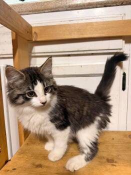 Mer-cat -  Domestic Medium Hair Cat for Adoption in Rumford, Maine - Mer-cat | PetCurious