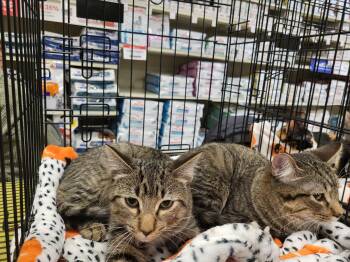 Rescue Domestic Short Hair Cats for Adoption in Spring Lake Park, Minnesota - Dixon | PetCurious