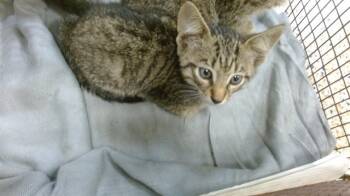 Rescue Domestic Short Hair Cats for Adoption in Doral, Florida - HAILEY | PetCurious