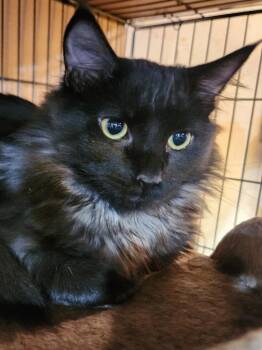 Domestic Short Hair Cats Available for Adoption - Apollo | PetCurious