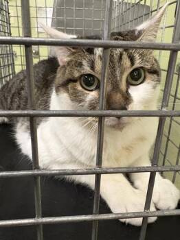 Rescue Domestic Short Hair Cats for Adoption in Indianapolis, Indiana - EVELYN | PetCurious