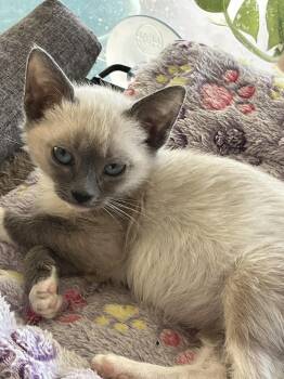 Siamese and Domestic Short Hair Cats Available for Adoption in Phoenix, Arizona - Liberty | PetCurious