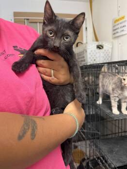 Kade -  Domestic Short Hair Cat for Adoption in Ontario, California - Kade | PetCurious