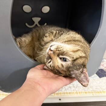 Maya Mae (Mia) -  Domestic Short Hair Cat for Adoption in Oshkosh, Wisconsin - Maya Mae (Mia) | PetCurious