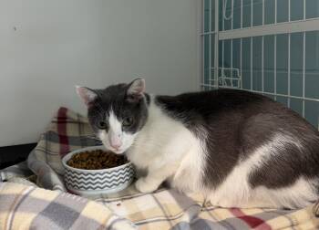 Scooter -  Domestic Short Hair Cat for Adoption in Warren, Ohio - Scooter | PetCurious