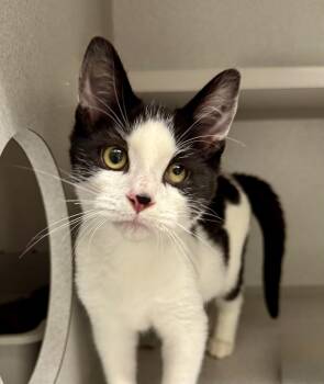 -Kyle -  Domestic Short Hair Cat for Adoption in Red Bluff, California - -Kyle | PetCurious