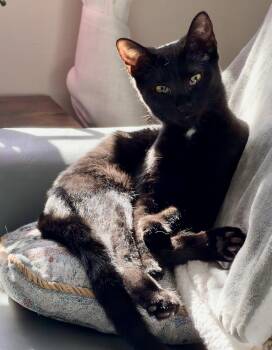 Nyx -  Domestic Short Hair Cat for Adoption in East Hanover, New Jersey - Nyx | PetCurious