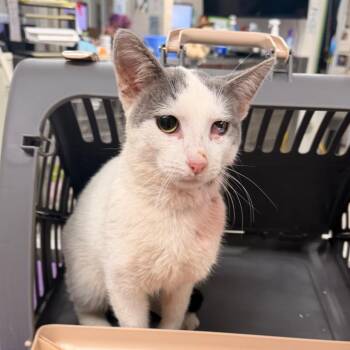 Domestic Medium Hair Cats Available for Adoption in Indianapolis, Indiana - Peep | PetCurious