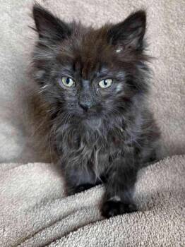 Katie -  Domestic Long Hair Cat Available for Adoption in York, Nebraska - Katie | PetCurious