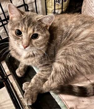 Rescue Dilute Tortoiseshell Cats for Adoption in Lake Ozark, Missouri - MARGO | PetCurious