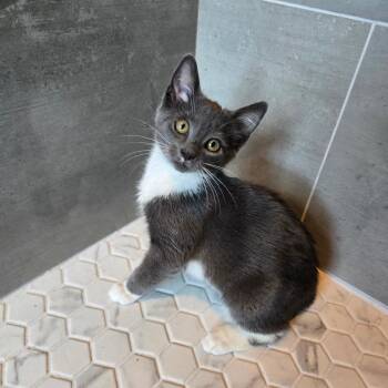 Galaxy -  Domestic Short Hair Cat for Adoption in Centerville, Tennessee - Galaxy | PetCurious