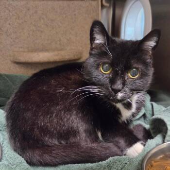 Red Velvet -  Domestic Short Hair Cat for Adoption in Asheville, North Carolina - Red Velvet | PetCurious