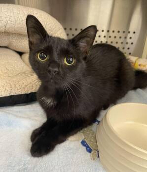 Winifred -  Domestic Short Hair Cat for Adoption in Jackson, Michigan - Winifred | PetCurious