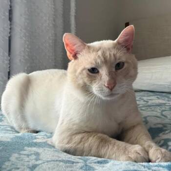 Mike Tyson -  Domestic Short Hair Cat for Adoption in Cumming, Georgia - Mike Tyson | PetCurious